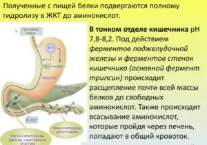 Отслабване с панкреатит стопове и какво да направите, за да настроите