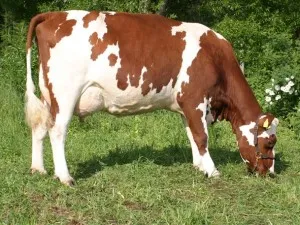 Breed tejelő tehenek fotók és leírás