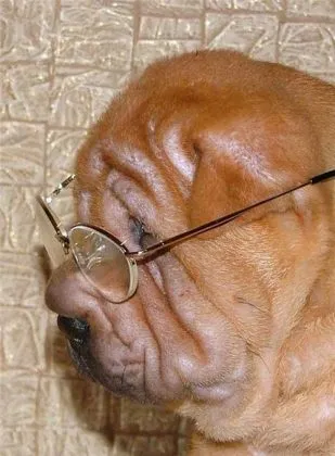 Shar Pei descriere câine de rasă și fotografie 84