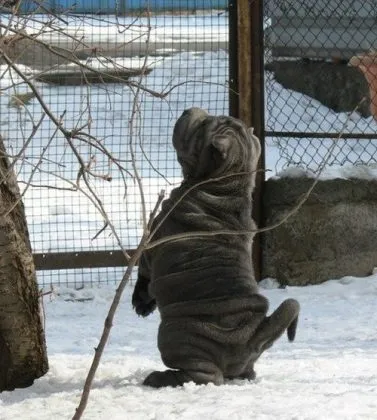 Shar Pei descriere câine de rasă și fotografie 84