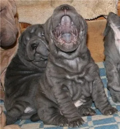 Shar Pei descriere câine de rasă și fotografie 84