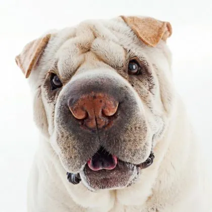 Shar Pei descriere câine de rasă și fotografie 84