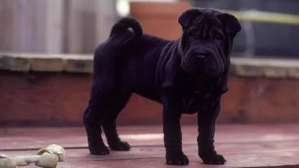 Shar Pei descriere câine de rasă și fotografie 84