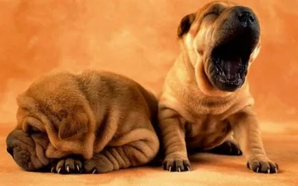 Shar Pei descriere câine de rasă și fotografie 84