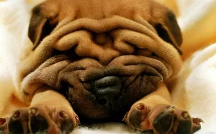 Shar Pei descriere câine de rasă și fotografie 84