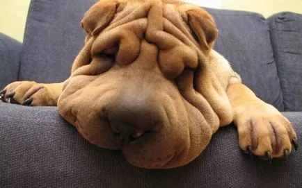 Shar Pei descriere câine de rasă și fotografie 84