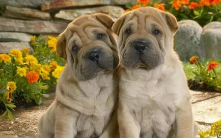 Shar Pei descriere câine de rasă și fotografie 84