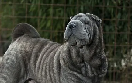 Shar Pei descriere câine de rasă și fotografie 84