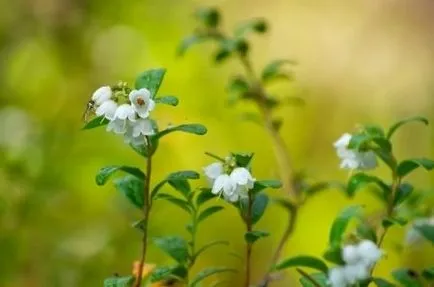 cranberries plantare