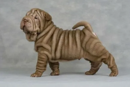 Shar Pei descriere câine de rasă și fotografie 84