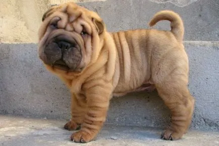 Shar Pei descriere câine de rasă și fotografie 84