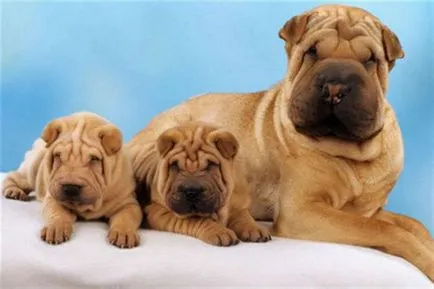 Shar Pei descriere câine de rasă și fotografie 84