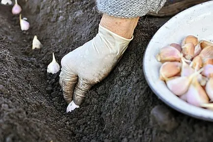 Ültetés és növekvő fokhagyma - talaj-előkészítés és megfelelő öntözés