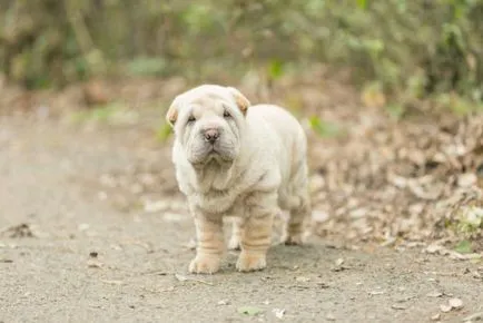 Shar Pei descriere câine de rasă și fotografie 84