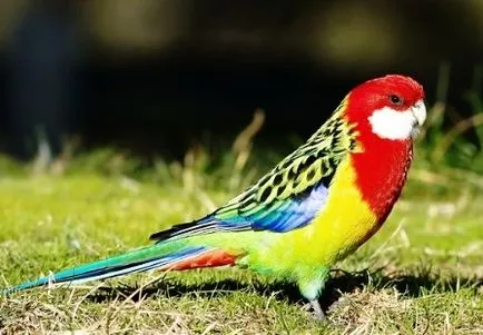 Parrot Rosella 1