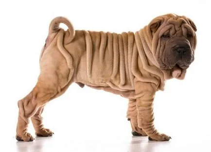 Shar Pei descriere câine de rasă și fotografie 84