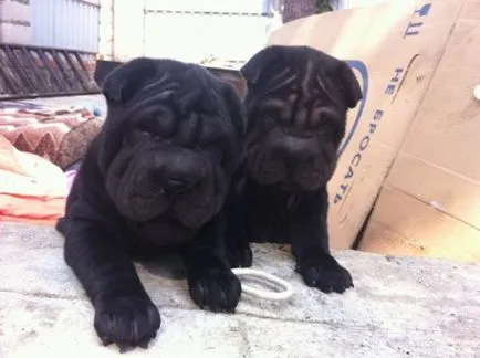 Shar Pei descriere câine de rasă și fotografie 84