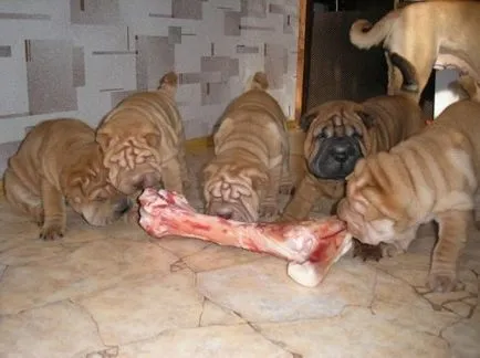 Shar Pei descriere câine de rasă și fotografie 84