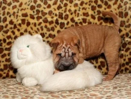 Shar Pei descriere câine de rasă și fotografie 84