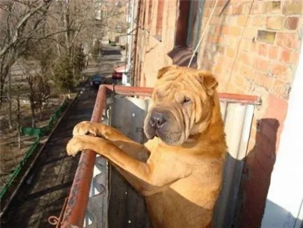 Shar Pei descriere câine de rasă și fotografie 84