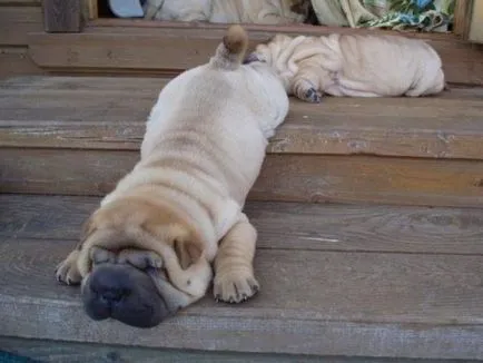 Shar Pei descriere câine de rasă și fotografie 84