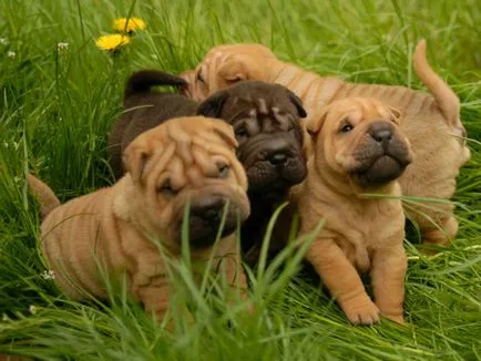 Shar Pei descriere câine de rasă și fotografie 84