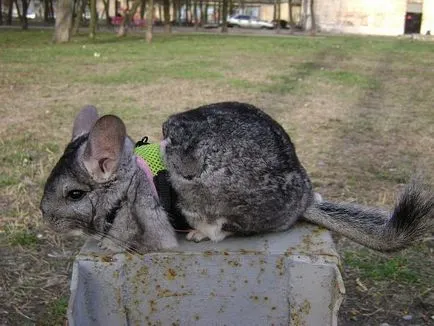 Zgarda pentru chinchilla cu mâinile lui