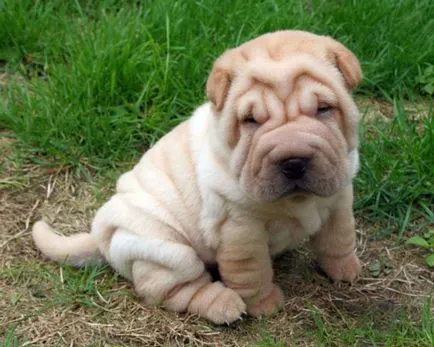 Shar Pei descriere câine de rasă și fotografie 84