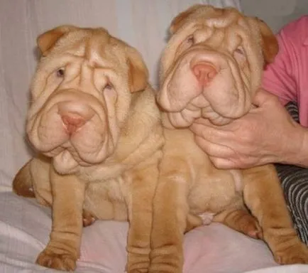 Shar Pei descriere câine de rasă și fotografie 84