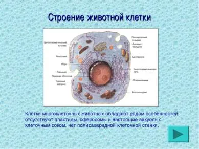 Представяне на - цитология - свали безплатно представяне на биологията