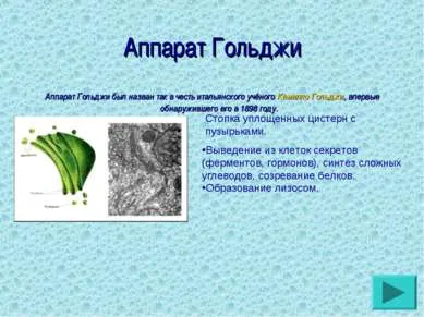 Prezentare pe - citologie - descărcare gratuită de prezentare pe biologie