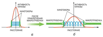 Natura ca un manager eficient, sau de ce celula se divide într-o jumătate de oră, știință și viață