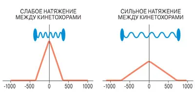 Природата като ефективен мениджър, или защо клетката разделя след половин час, науката и живота