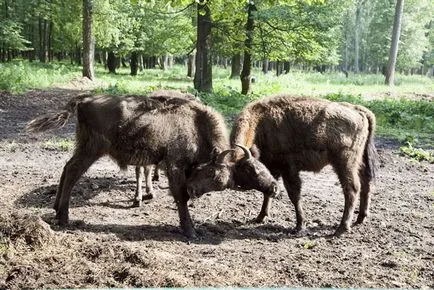 Oka-teraszos park bölény óvoda, hogyan lehet eljutni fotó-kirándulás