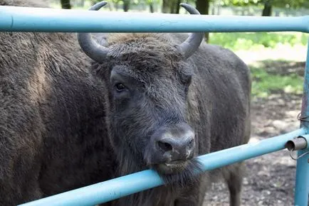 Oka-teraszos park bölény óvoda, hogyan lehet eljutni fotó-kirándulás