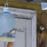 Cele mai simple ferme de păsări de casă din sticle de plastic