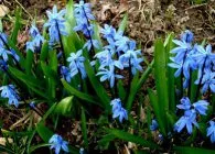 specii Scilla, alegerea locului de aterizare, reproducere, reproducere