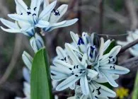 specii Scilla, alegerea locului de aterizare, reproducere, reproducere