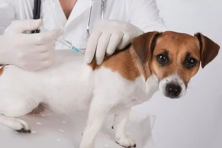 Prevenirea bolilor câini