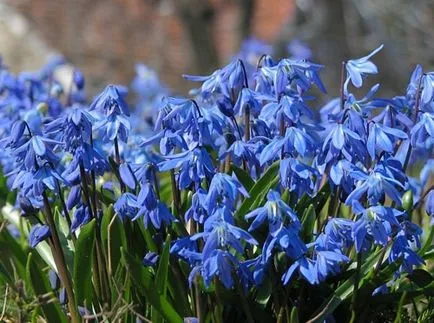 specii Scilla, alegerea locului de aterizare, reproducere, reproducere