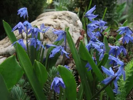 specii Scilla, alegerea locului de aterizare, reproducere, reproducere