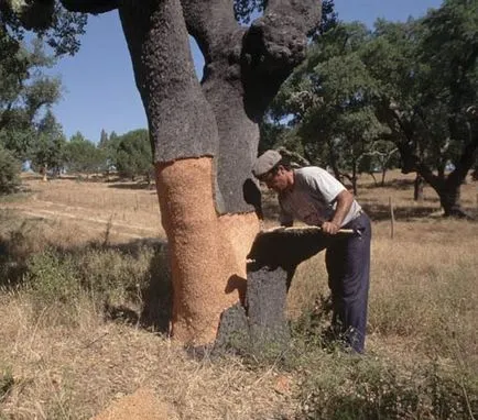 Podele Cork - secrete builder