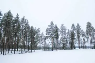 Adus de la sine, așa cum este în prezent se află în Finlanda în limba română