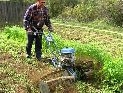 Violul ca un timp de plantare verde gunoi de grajd (iarna) - atunci când pentru a planta