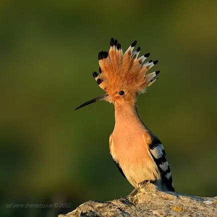 pasăre pupăză, știri fotografie