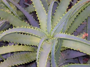 Aloe plante - îngrijire la domiciliu, și o fotografie de specii de aloe Aloe acasă - proprietăți utile,