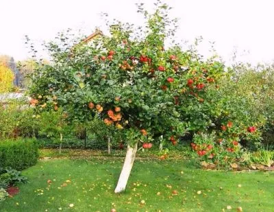 Разстоянието между овощните дървета през кацане ябълка