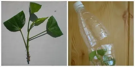 Propagarea prin butași de varietate de materiale hibiscus, calendarul de reproducere