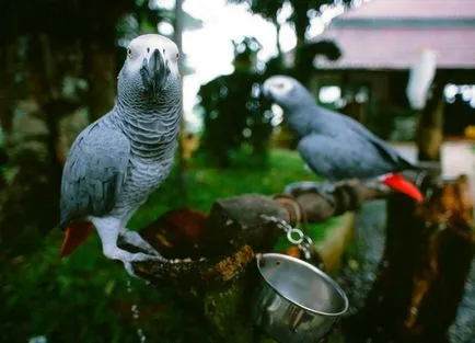 Tenyésztési papagájok Jaco, a madarak