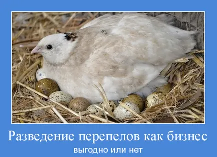 Развъждане на пъдпъдъци като бизнес е печеливш или не